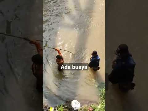 Pencarian Buaya di Sungai Cisadane #shorts