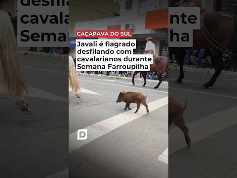 JAVALI É FLAGRADO DESFILANDO COM CAVALARIANOS DURANTE SEMANA FARROUPILHA EM CAÇAPAVA DO SUL