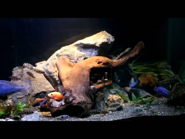 Aquascaping your African Cichlid Aquarium