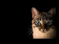 Cat Yorùbá Documentary 🐈 🐈 🐈