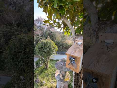 シジュウカラの巣箱をどこに置くか 庭 冬の餌に何を入れるか シジュウカラを呼び寄せるにはどうするか なぜ来ないのか