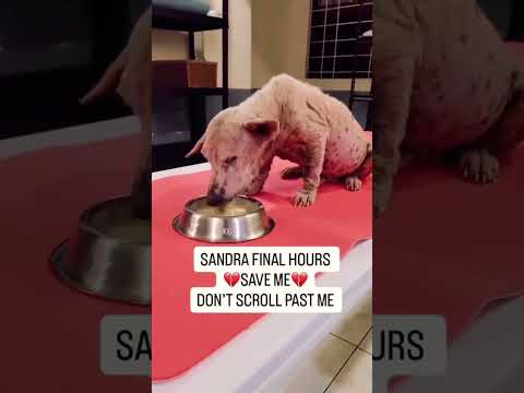 For any help consider donating link in bio to save a stray life in Los Angeles#usashorts#saveladogs