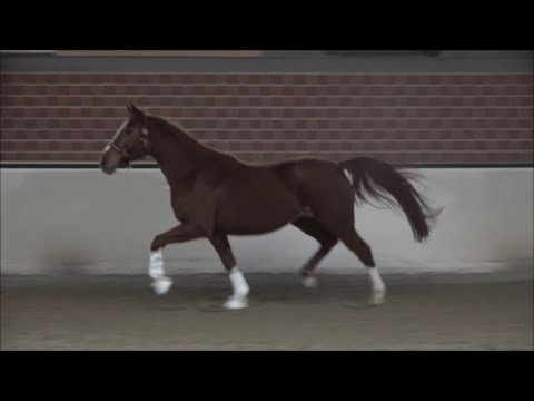 *2017 Stute von De Niro Gold - Fleury