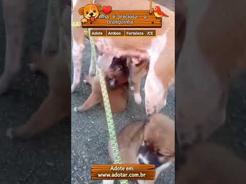 Vídeo de uma é preciosa a branquinha