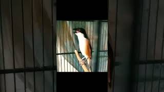 Download lagu Cendet juara Nasional mp3 Download lagu Cendet juara Nasional mp3