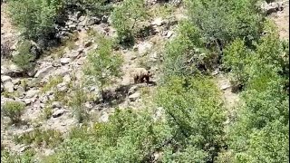 Derebucak'ta nesli tehlike altında olan bozayı görüntülendi...