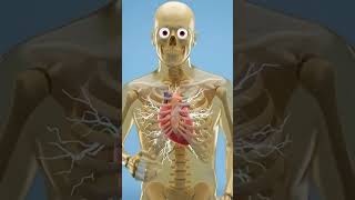 #shorts,#youtubeshorts,#viral,#curiosidade,#ciencia,#corpohumano,#cafe,#coffee,#caffeine,#o