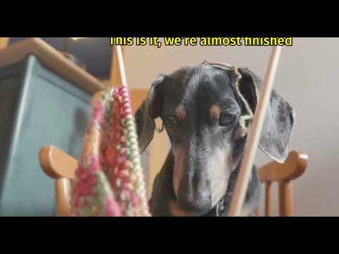 Oakley gets a sister! | funny dachshund movie crusoe_dachshund