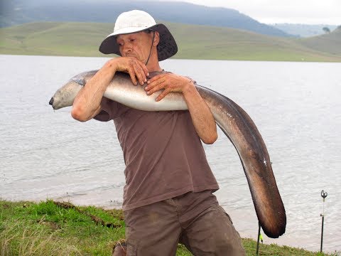 Catch & Release Eels in Australia 2015   Part One Cold Water Dams, Running time = 59 minutes