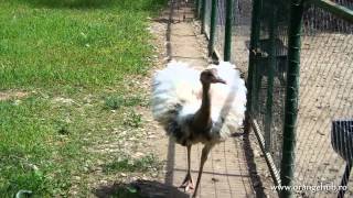 preview picture of video 'Gradina Zoologica din Bucov (2 august 2014)'