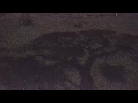 Djuma: Lone Hyena(Corky) gets a drinkr - 22:16 - 10/17/19