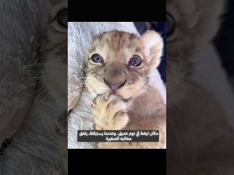 الضيف الغامض: قصة مؤثرة لأسد تربى في حضن كلبة!