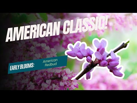 Beauty in Bloom: The American Redbud Tree