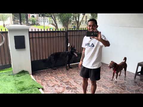 KING FLOKI DISER4NG ANJING HERDER ‼️ HERDERNYA AGRESIF KETIKA LIHAT ANJING LAIN 