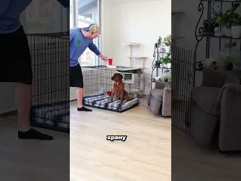 Najlukavija mačka ikad! 😹🐱 Pas nije imao pojma što ga čeka! 😂#viralvideo