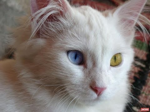 VERY NICE WHITE COLORED CAT WITH BLUE AND GREEN EYES