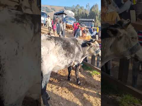 Vaca Normando Colombiano Feria Ganadera Villapinzón cundinamarca
