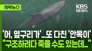 [자막뉴스] '어, 옆구리가'...또 다친 '안목이', '폐사 우려'에 해수부 긴급회의 / KBS 2026.06.20.