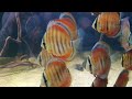Aqua fan hat das Video Diskus Red Ica (amO60b-wyfE) zum Beispiel Flooded Forest hochgeladen.