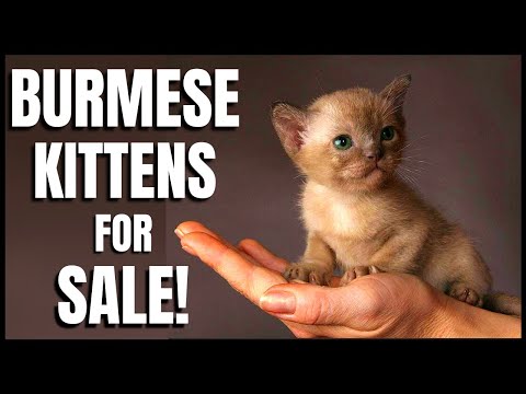 Burmese Kittens for Sale!
