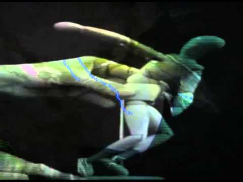 Sharkamaptaka - Mushrooms