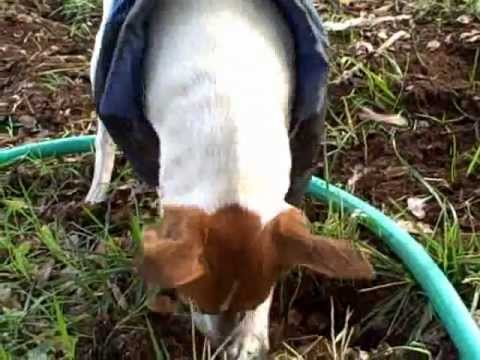 dig!    by storm the wonder dog