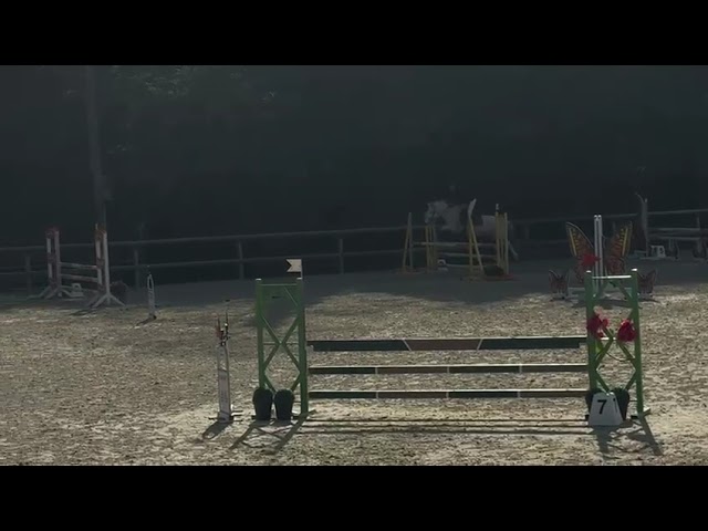 Gelding French Saddle Pony For sale 2018 Grey