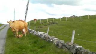 preview picture of video 'COW AND HER CALF..DOAGH ISLAND.CO. DONEGAL'