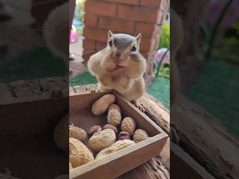cute chipmunk trying to take as many peanuts as possible