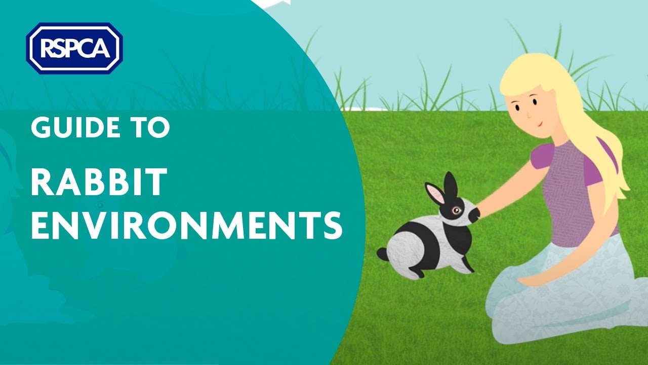 Guide to Rabbit Environments