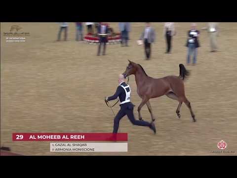 N 29 AL MOHEEB AL REEH   29th Qatar Intl A H  Show 2020   Yearling Colts Class 1B