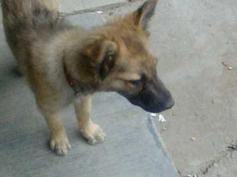 bibiana  la gatita mas linda del mundo