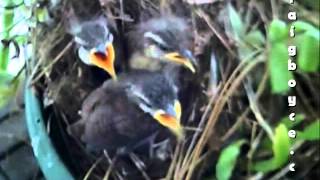 Baby Birds Get Fed and Fall Out of Nest