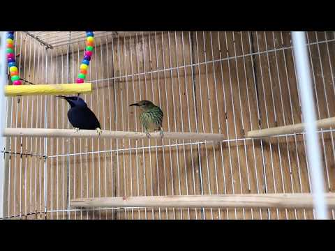 Honey Creepers - Blue & Green - Beautiful Small Parrot Bird