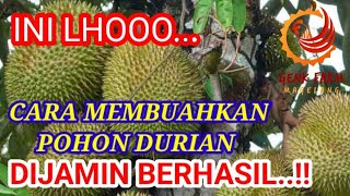 Download lagu CARA MUDAH MEMBUAHKAN POHON DURIAN DIJAMIN BERHASIL mp3 Download lagu CARA MUDAH MEMBUAHKAN POHON DURIAN DIJAMIN BERHASIL mp3