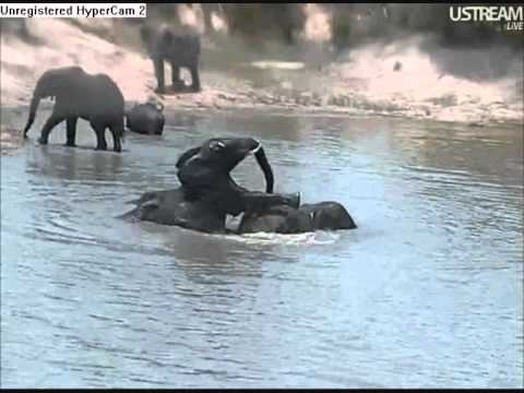 Afryka-Djuma Waterhole.wmv