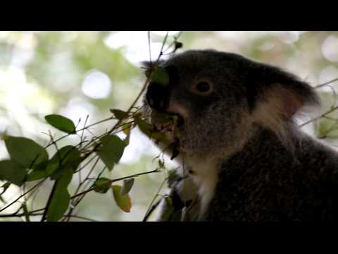 Koala Bear Eating Video
