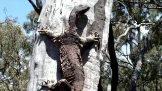 preview picture of video 'Lace monitor climbing tree, plus lightning storm'