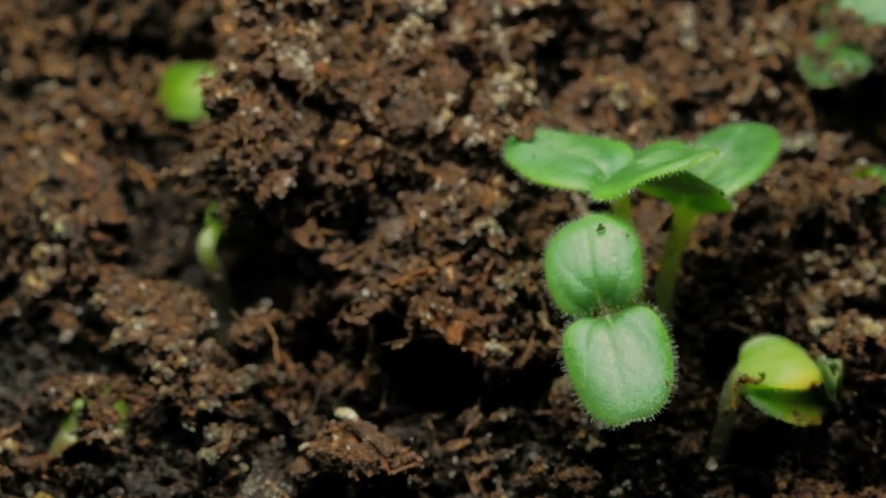Plants Growing Up in Dirt Under Ground Timelapse - Stock Video Free To Use HD 4K
