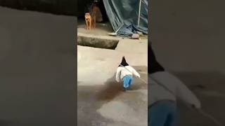 Download lagu Saat saat pendekar pulang dari berkelana❗❗❗ mp3