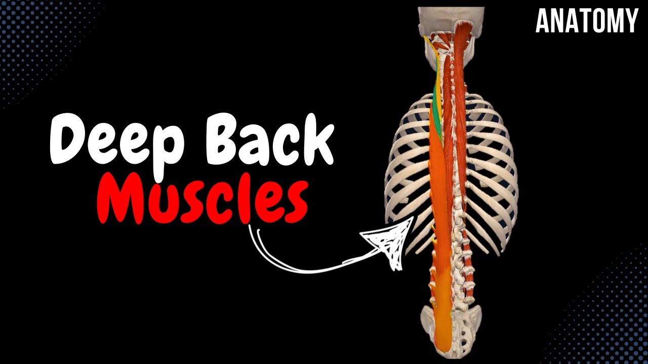 Deep Back Muscles (Division, Origin, Insertion, Function)
