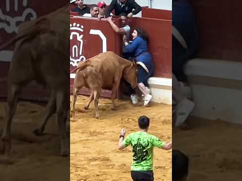 #bull#attack#bullrun #bullfestival #toro #vaquillas#españa #2025#