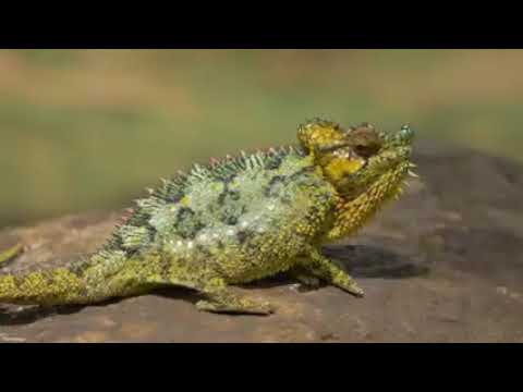 8K African Nature and Wildlife of Sanbona Wildlife Reserve - Relaxation Video & Sounds of Africa