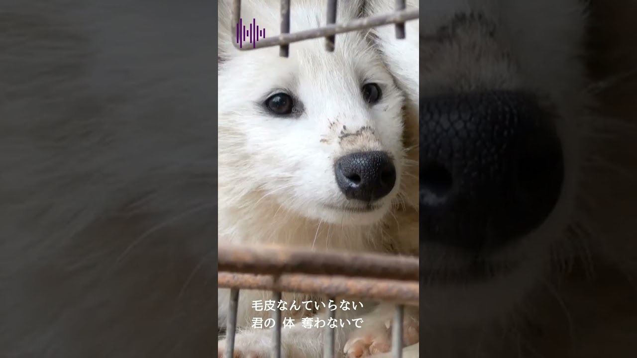 毛皮の犠牲ゼロにしよう