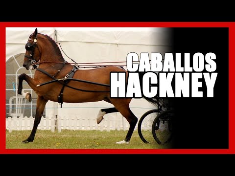 , title : '🟢🐎🟢 Caballos Hackney - HACKNEY Horses - LAS MEJORES RAZAS DE CABALLOS'