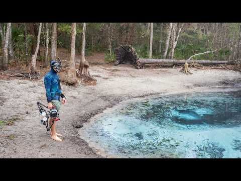 Snorkeling With Giant Tadpoles in a Tiny Spring