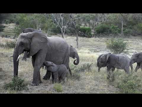 Djuma: Elephants with wee ones at pan-Part2 - 06/01/18