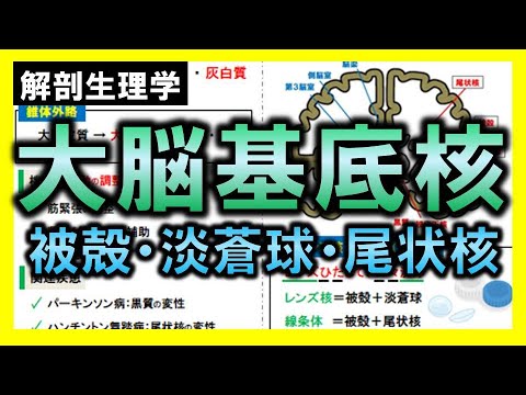 大脳基底核疾患