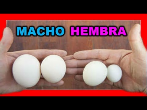 , title : 'TRUCO COMO SABER SI UN HUEVO ES MACHO O HEMBRA 😱 COMO SABER SI UN PAJARO ES MACHO O HEMBRA'