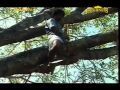 Ulsavapittennu 10 Climax Malayalam Movie Mohanlal Parvathi Jagathi Bharath Gopi 1989